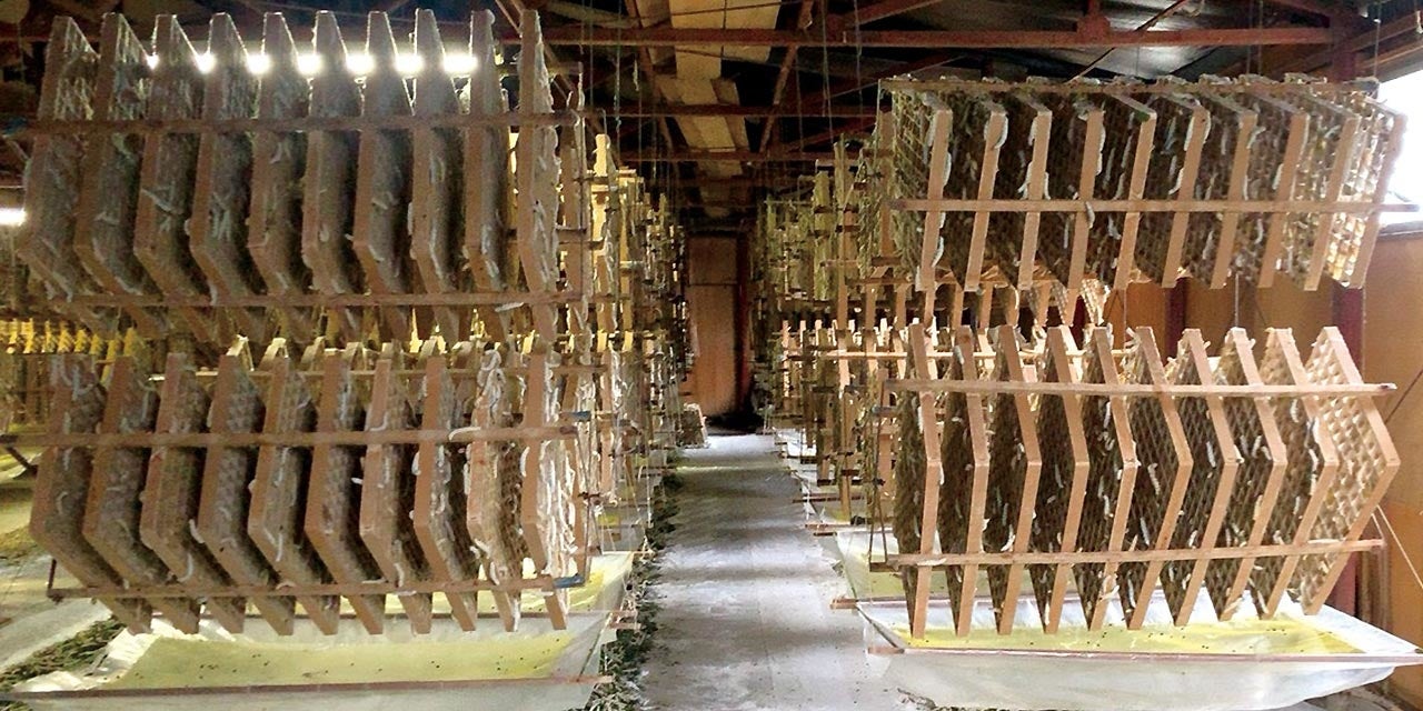 黄金まゆ 通販生活®UVカット保湿シルクパウダー「黄金まゆの絹粉