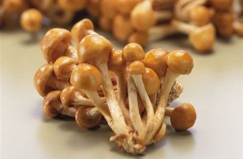 「なめこ」「トリュフ」など食卓の素材が美容成分に!? サステナブルな時代に問う、“意外な素材”が秘める次なる美のトレンド。 「なめこ」「トリュフ」など食卓の素材が美容成分に!? サステナブルな時代に問う、“意外な素材”が秘める次なる美のトレンド。