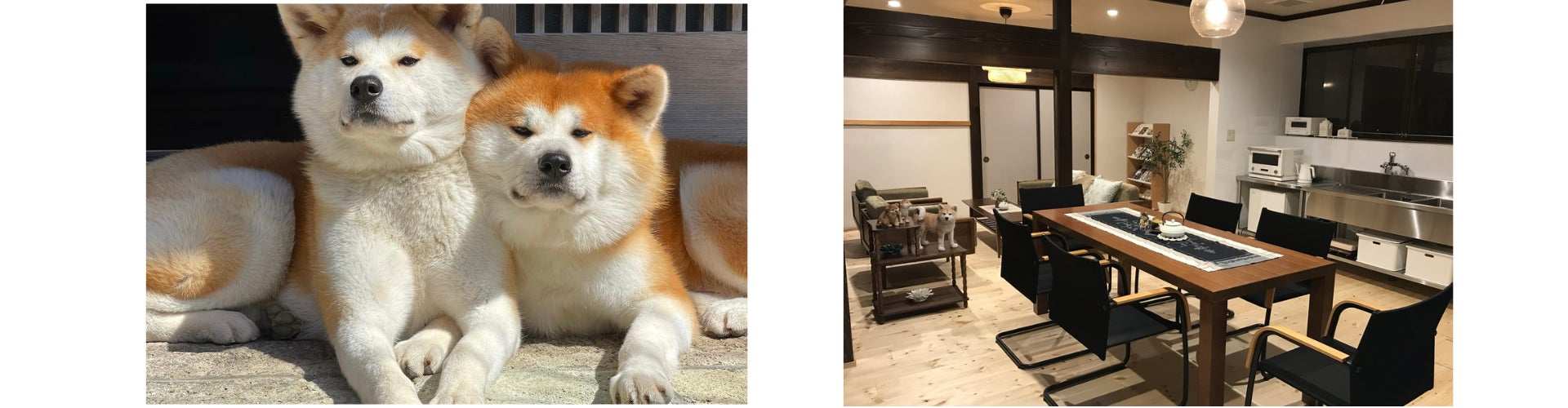 もふもふワンちゃんと触れ合える 看板犬がいる宿特集 を公開 株式会社百戦錬磨のプレスリリース もふもふワンちゃんと触れ合える 看板犬がいる宿特集 を公開 株式会社百戦錬磨のプレスリリース