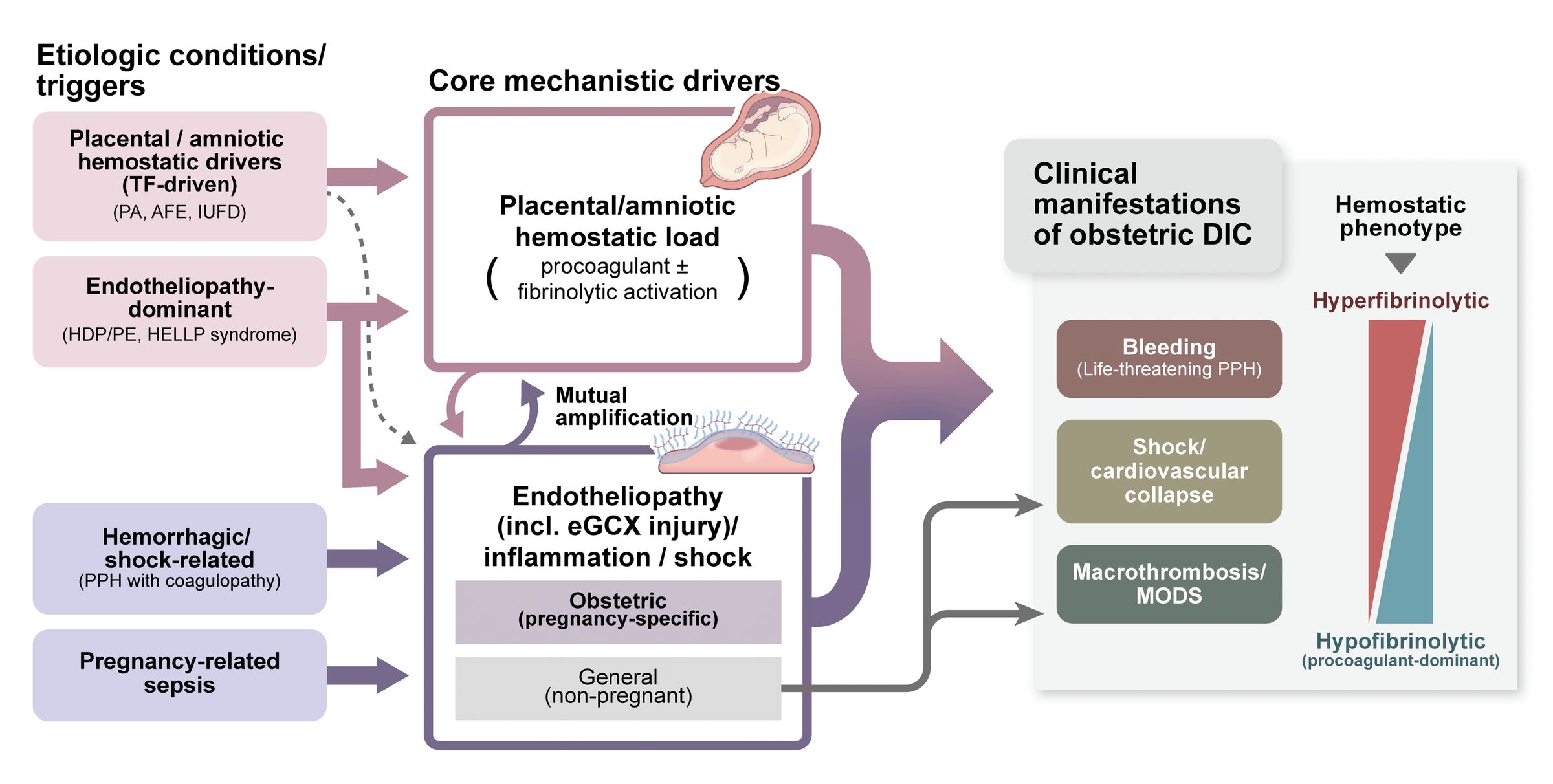 【論文公開】産科DICの病態を再整理する概念フレームワークがThrombosis Researchに掲載