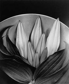 ゾーンシステム研究会写真展「光への探求・銀塩写真の魅力」開催 ゾーンシステム研究会写真展「光への探求・銀塩写真の魅力」開催