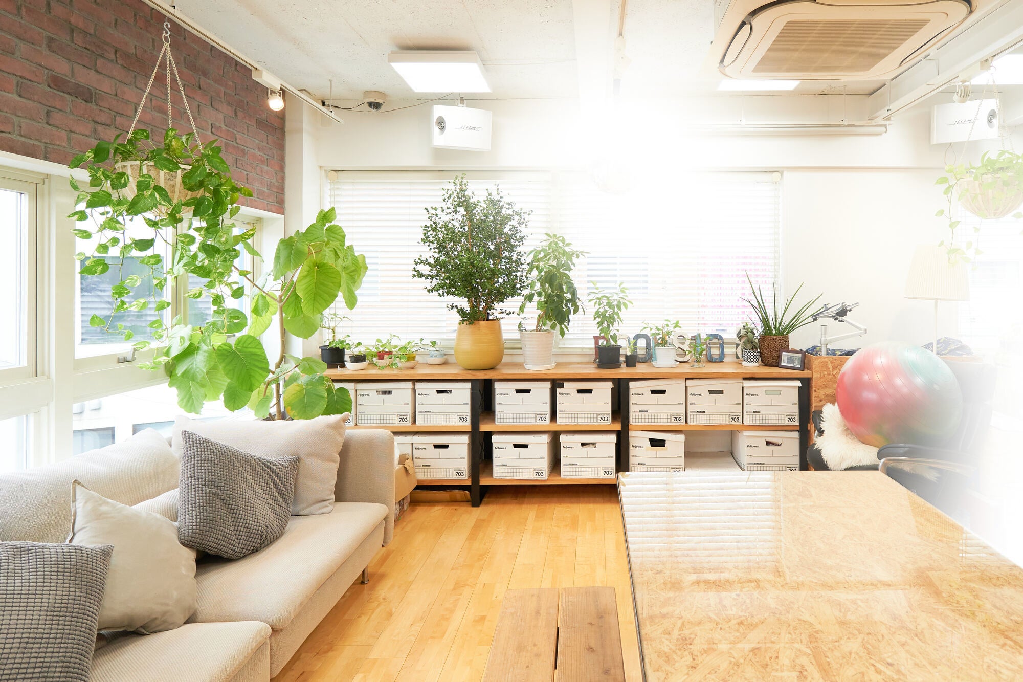 人気のハンギングプランツですが、陶器の器は×。ソファーの上に吊るすのは論外！