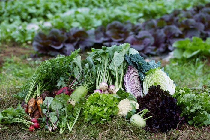 400年続く農家「柴海農園」より届く無農薬野菜