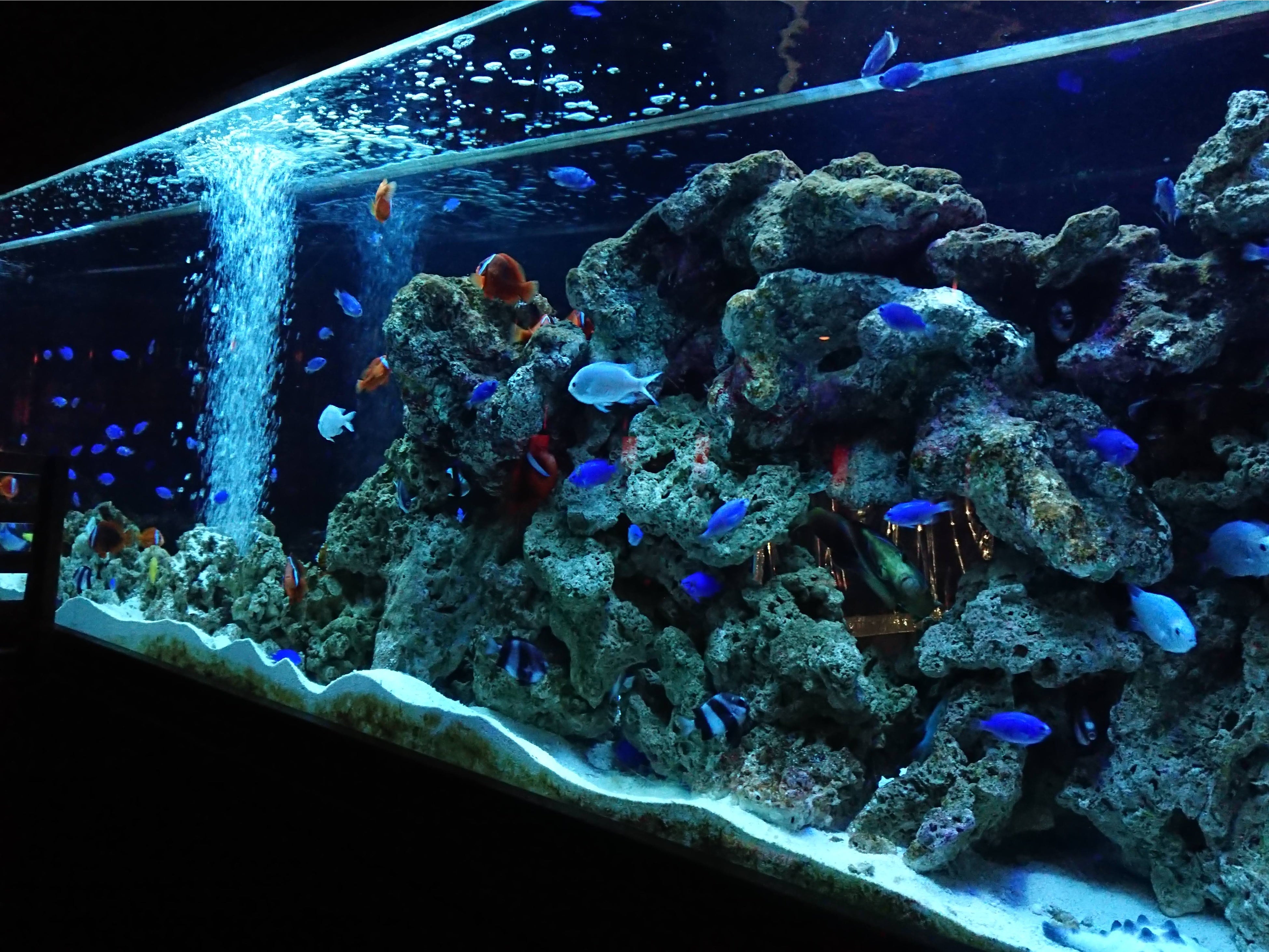 全長20㍍の水槽