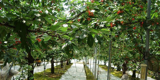 「佐藤錦」のビニールハウス内（山形県村山地域）