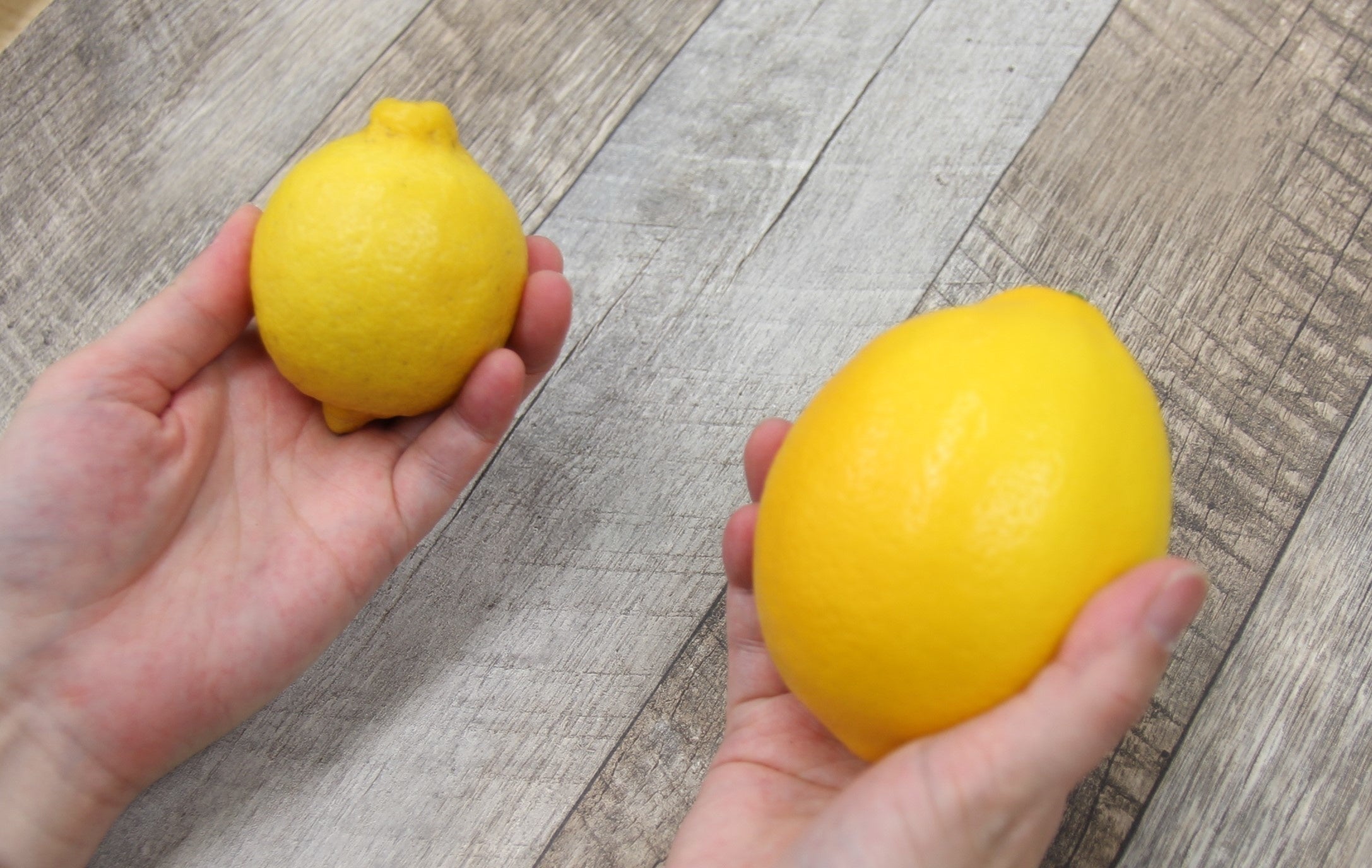 一般のレモンに比べても大きいのが特長