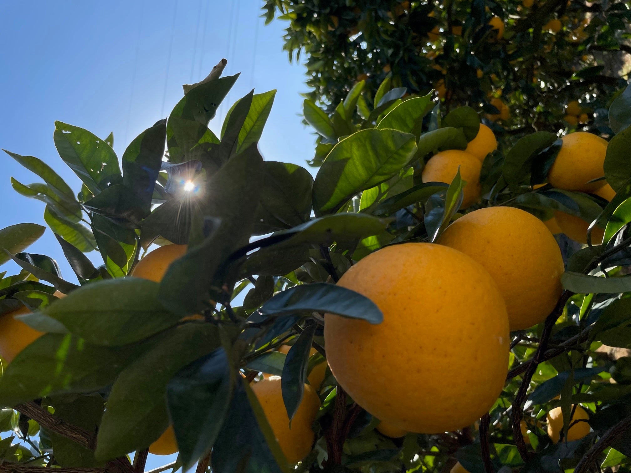 「愛南ゴールド」の畑 （愛媛県愛南町）