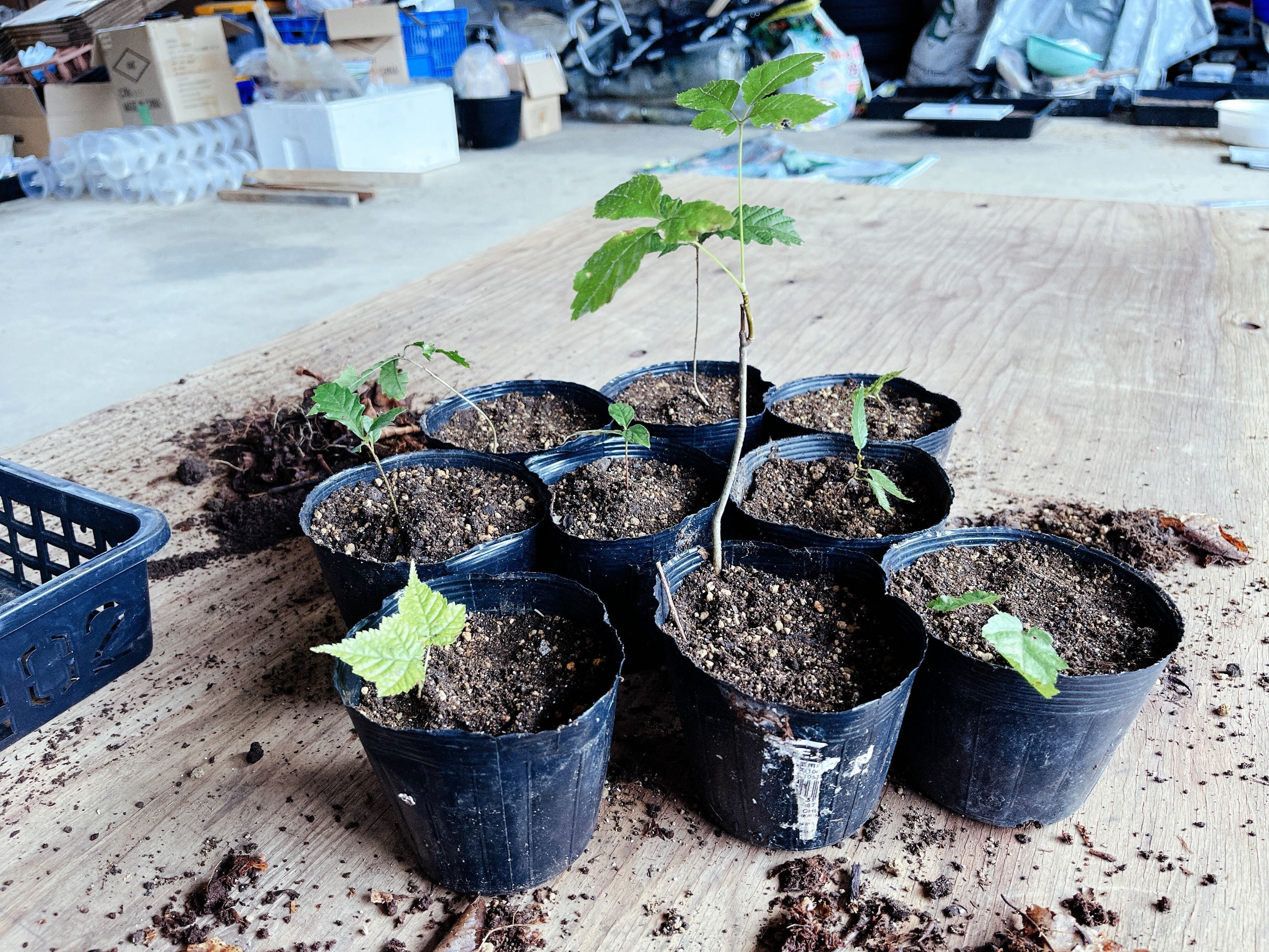 森づくり：苗づくり