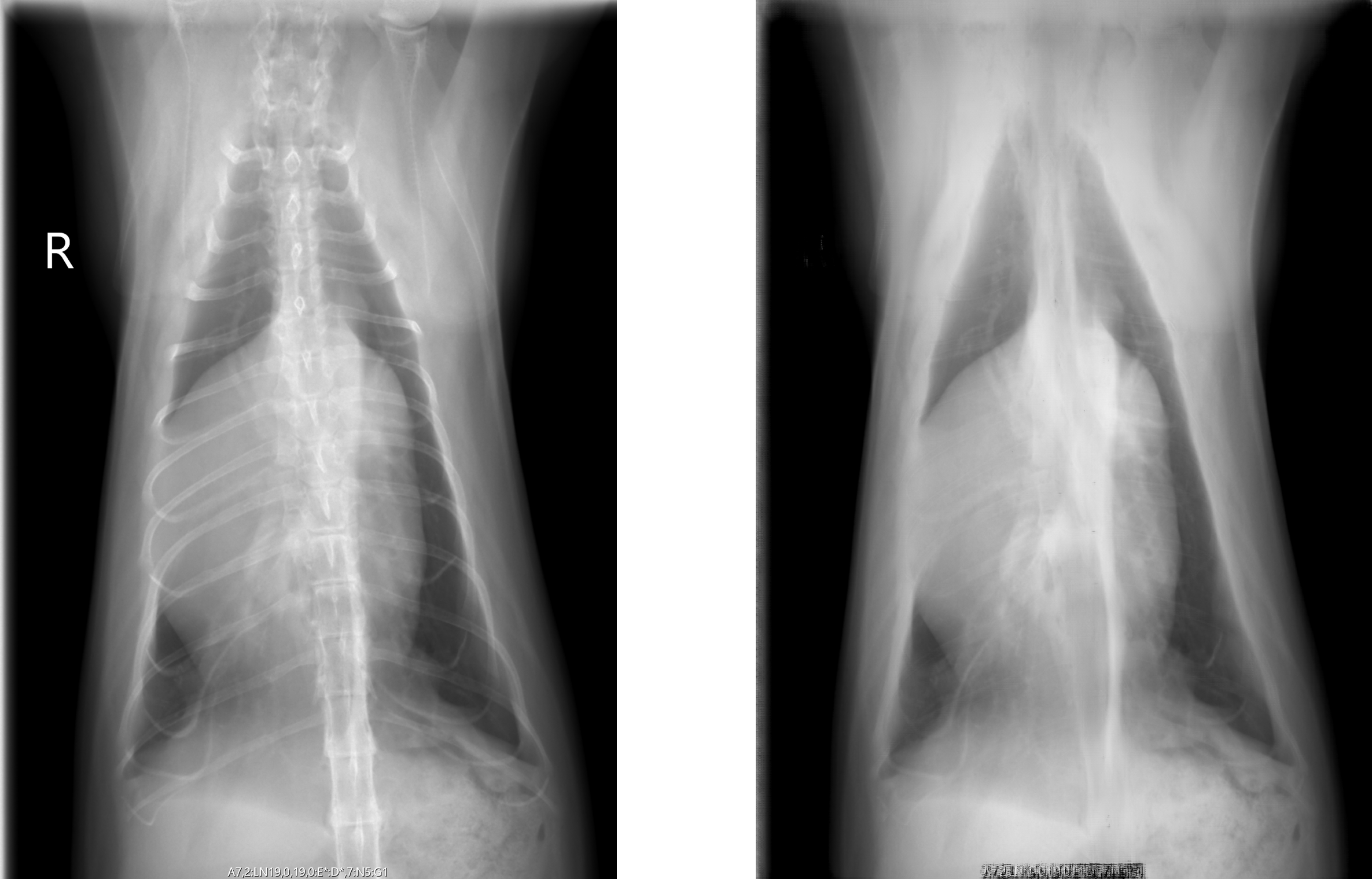 左) 猫のX線胸部画像　　　右) AIで骨を除去した画像