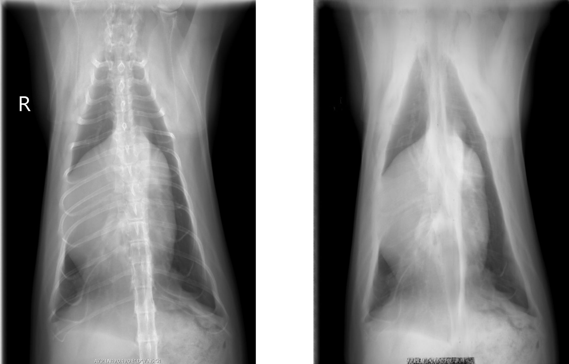 左) 猫のX線胸部画像　　　右) AIで骨を除去した画像