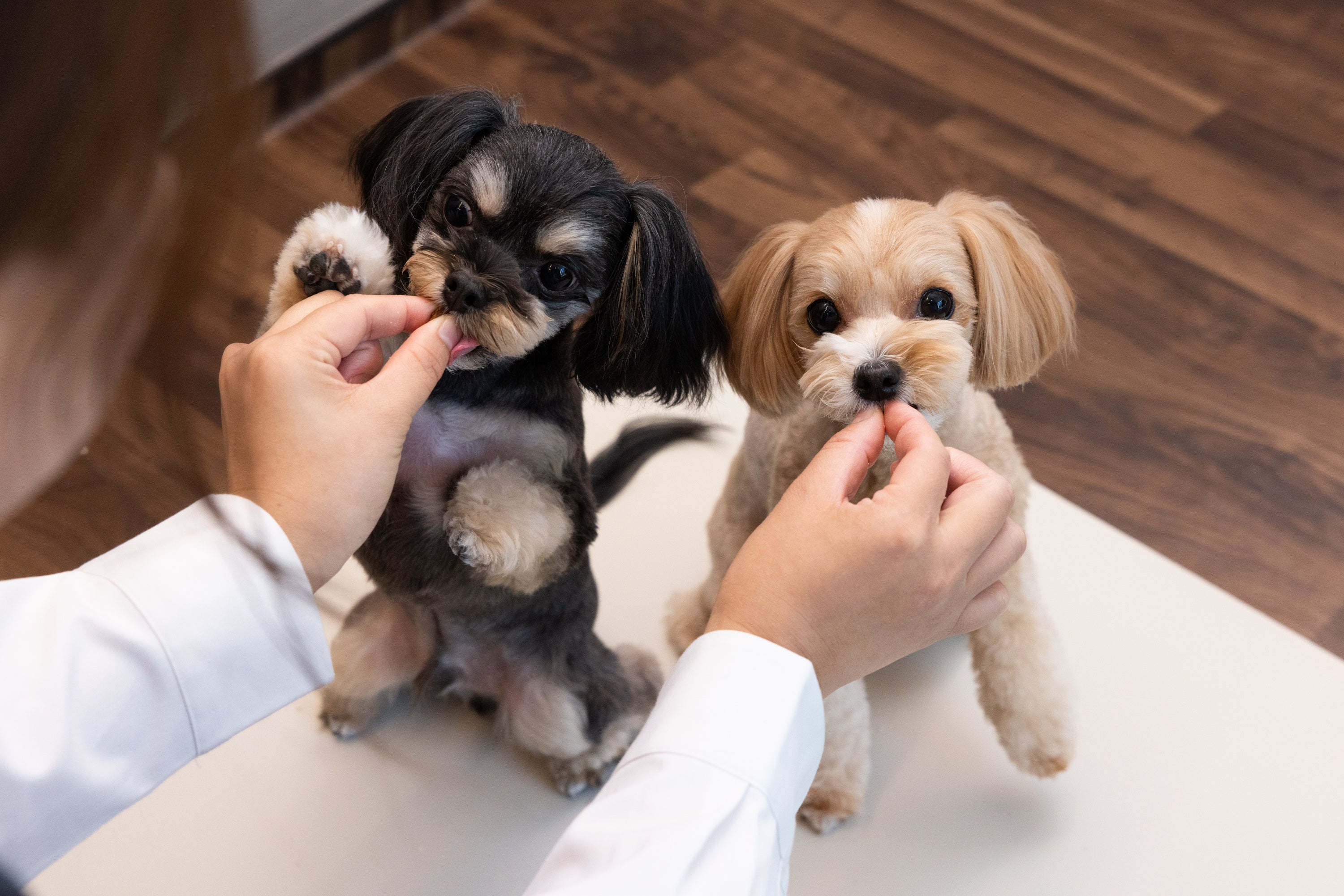 コミュニケーション