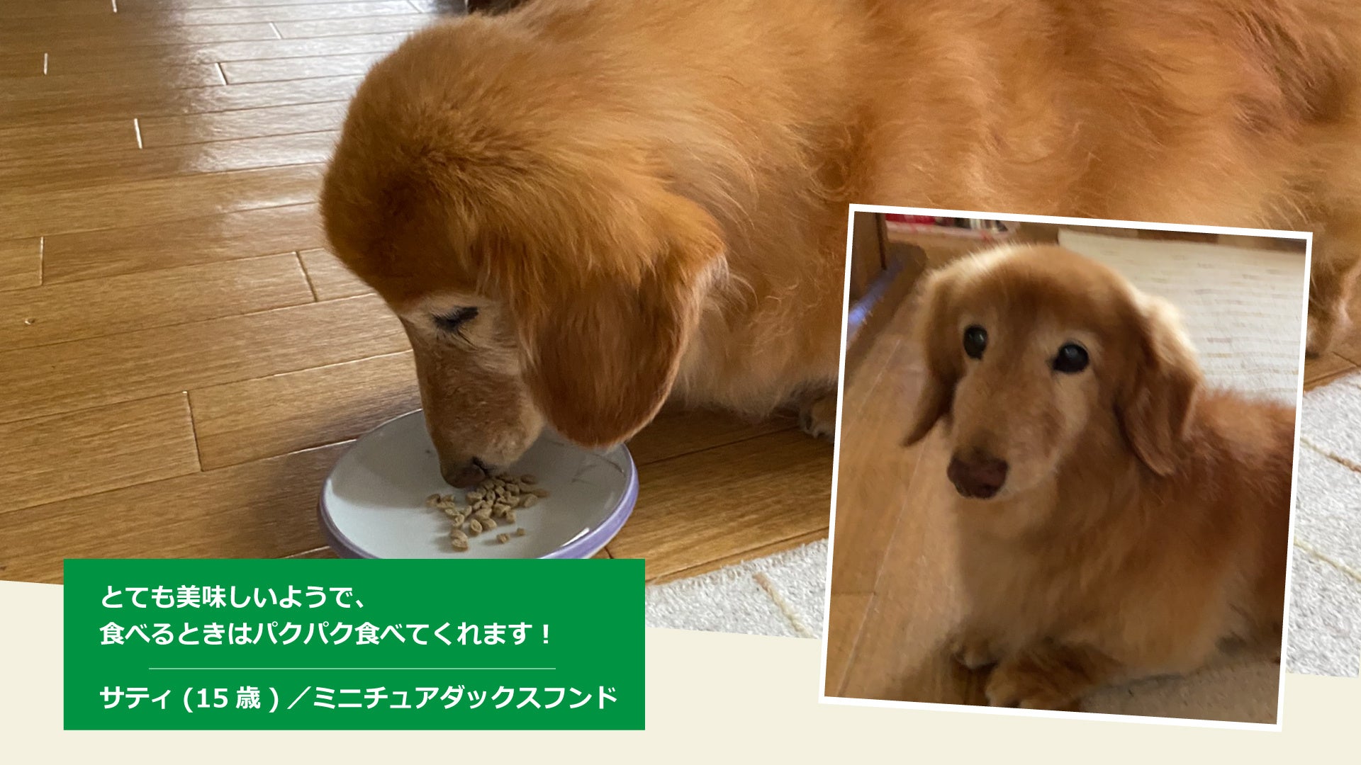 品質への不安 食べない 食事療法が必要な愛犬のお悩みに応える Yum Yum Yum 健康マネジメント腎臓 11月1日 火 より販売開始 株式会社カラーズのプレスリリース 品質への不安 食べない 食事療法が必要な愛犬のお悩みに応える Yum Yum Yum 健康マネジメント腎臓 11月1日 火 より販売開始 株式会社カラーズのプレスリリース