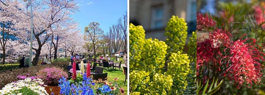 ▲左：過去の様子、右：ラウンジを彩る草花(イメージ)