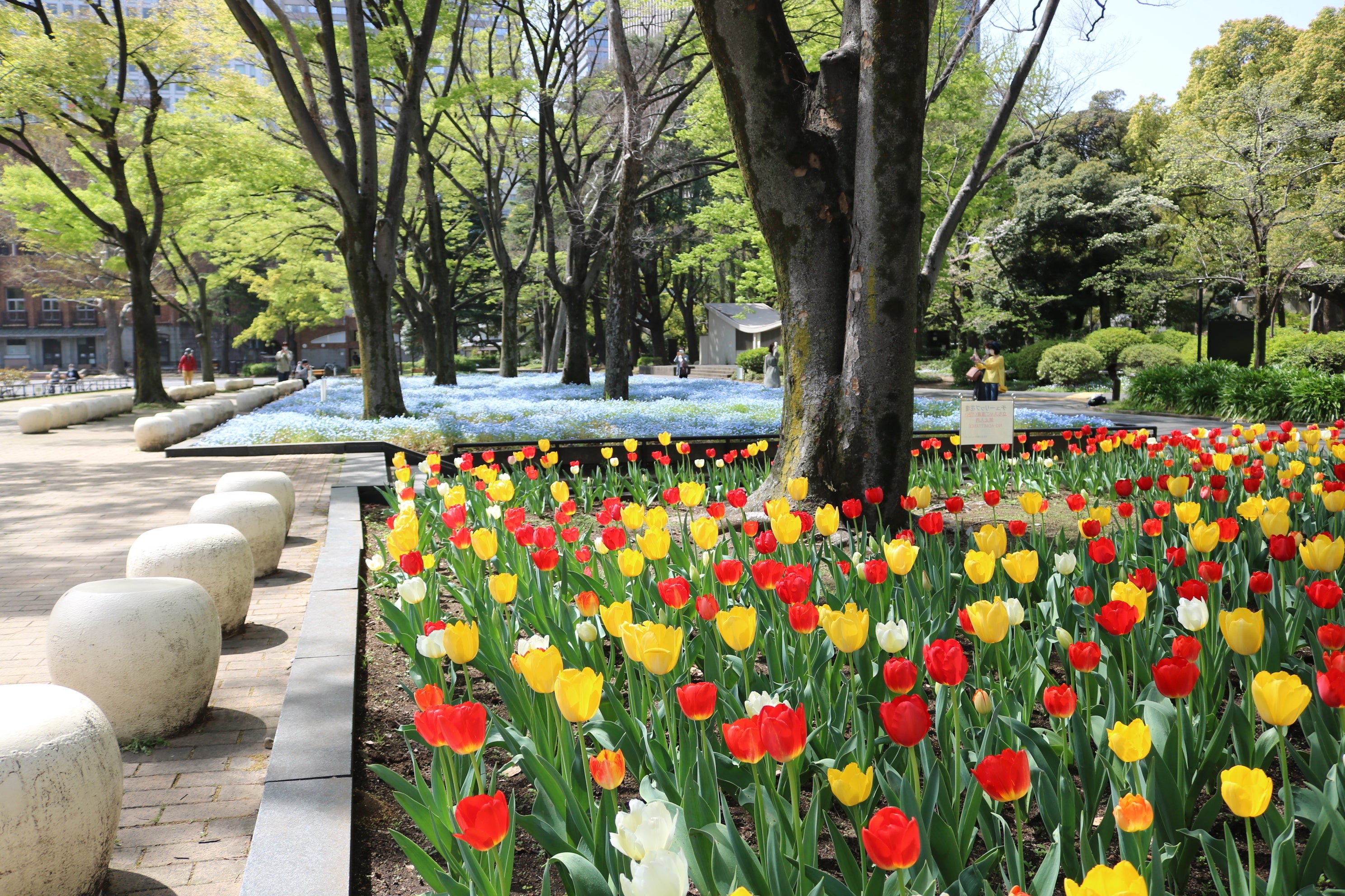 過去のネモフィラ・チューリップ花壇の様子