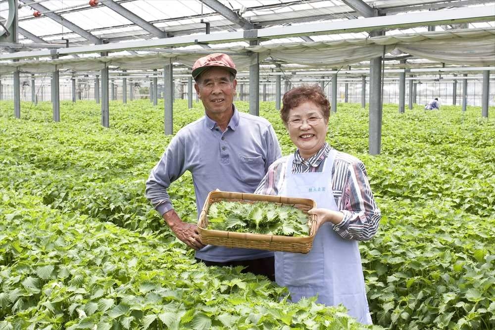 香り豊かな大葉を栽培する植木農園の 植木夫妻
