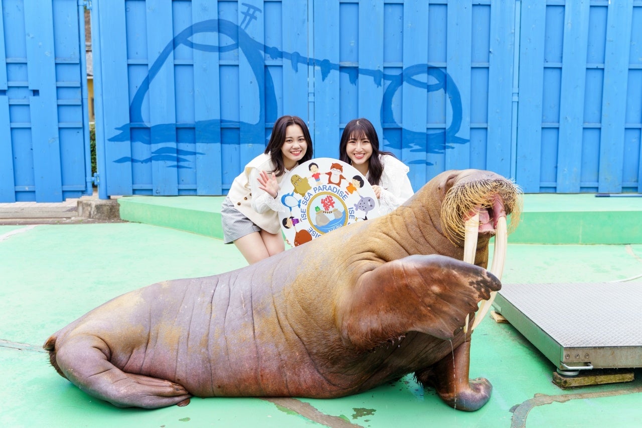 ヒマワリ
