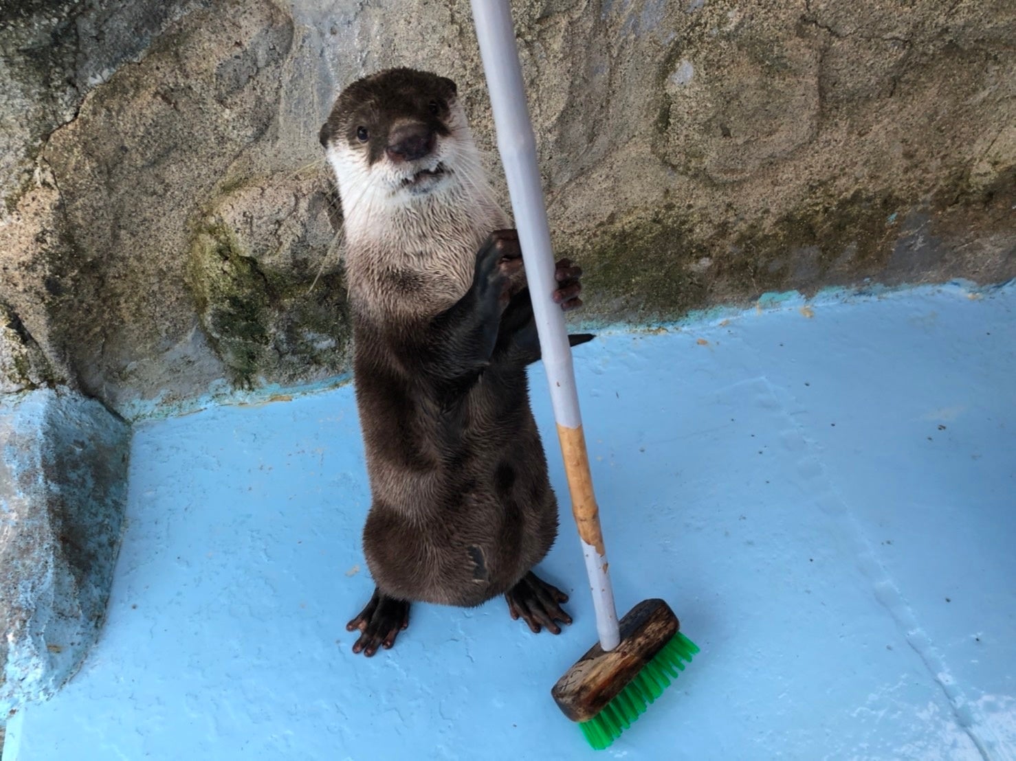 水族館が世界で1枚だけのデジタルトレカを販売！】NFTマーケット