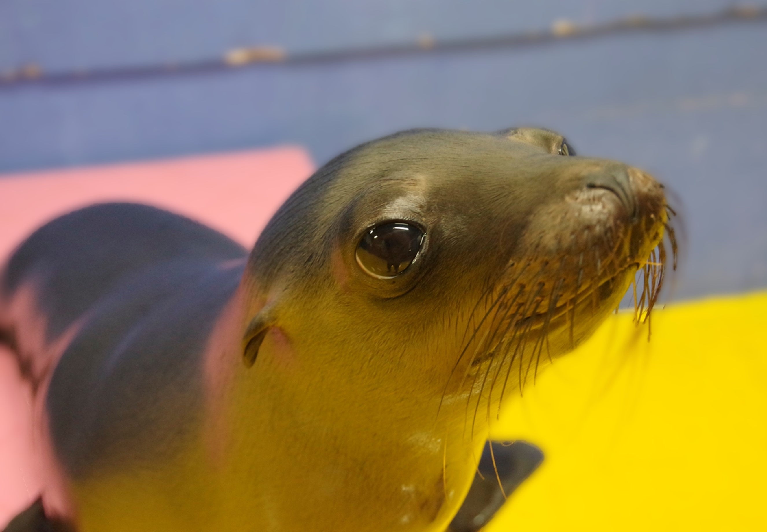 カリフォルニアアシカ