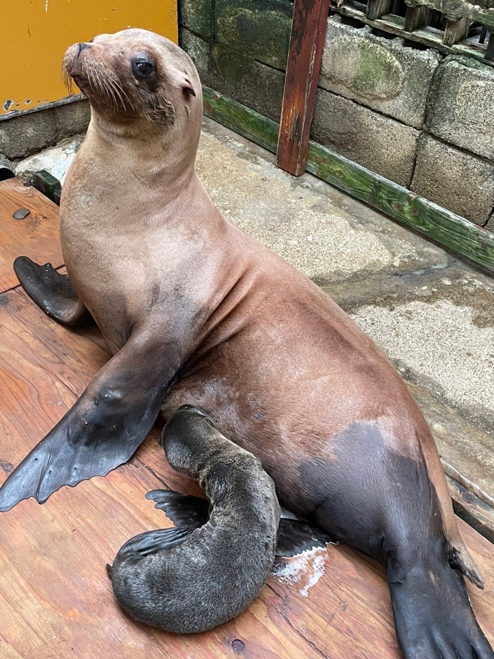 伊勢シーパラダイスで カリフォルニアアシカ の赤ちゃんが誕生しました 22年6月17日 午前1時36分頃 株式会社伊勢夫婦岩パラダイスのプレスリリース 伊勢シーパラダイスで カリフォルニアアシカ の赤ちゃんが誕生しました 22年6月17日 午前1時36分頃 株式会社伊勢夫婦岩パラダイスのプレスリリース