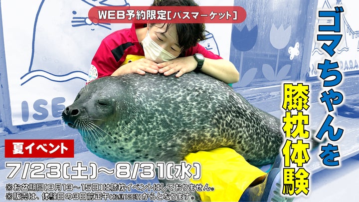 ♡ゴマちゃん達の寒中お見舞いに駆けつけたうさぎ&とり♡シーグラスアート あざらし 伊勢シーパラダイスで夏休みイベント「ゴマちゃんを膝枕体験」が