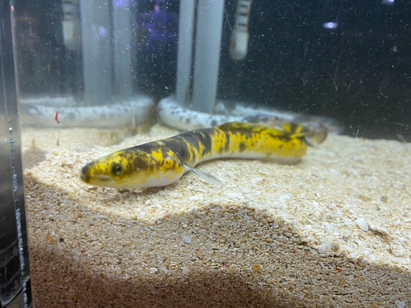 伊勢シーパラダイスは 色彩変異 バナナウナギ 二ホンウナギ の展示 今の気分は を始めました 株式会社伊勢夫婦岩パラダイスのプレスリリース 伊勢シーパラダイスは 色彩変異 バナナウナギ 二ホンウナギ の展示 今の気分は を始めました 株式会社伊勢夫婦岩パラダイスのプレスリリース