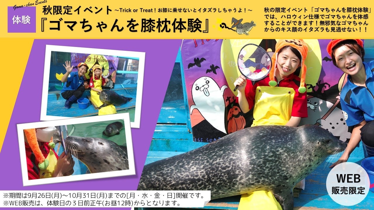 ごまちゃんさま ゴマちゃんを膝枕体験』を期間限定で開催することになりました