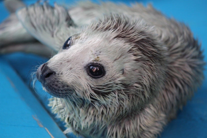 生後1日目のゴマフアザラシの赤ちゃん