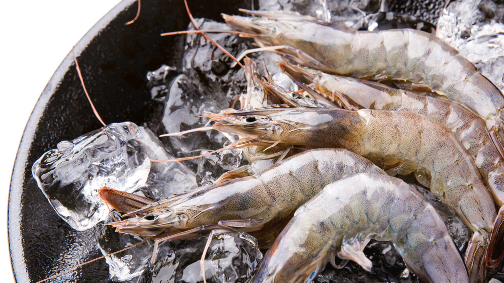 養殖システム「ISPS」で育った安心安全の「幸えび」