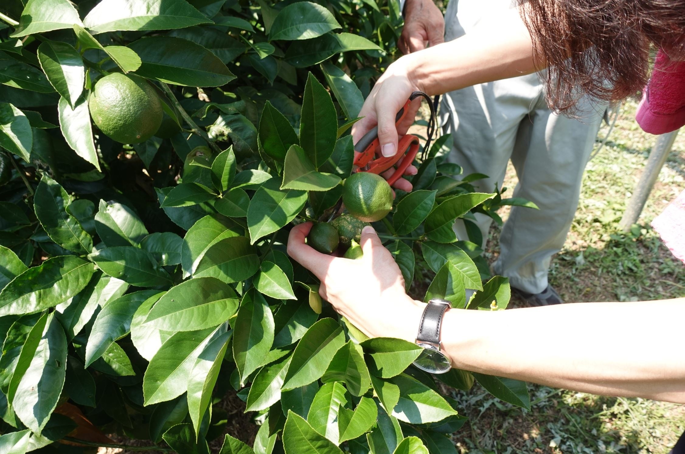 （写真上：オリーブの木植樹の様子）（写真下：レモン摘果作業の様子）