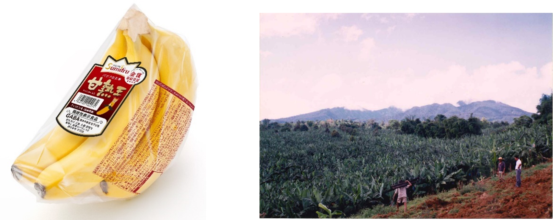 収穫目的、巨大205cm、濃厚糖度酸味、バナナ◆ブラジルアップル。耐寒性強低木 収穫目的、巨大205cm、濃厚糖度酸味、バナナ◇ブラジルアップル