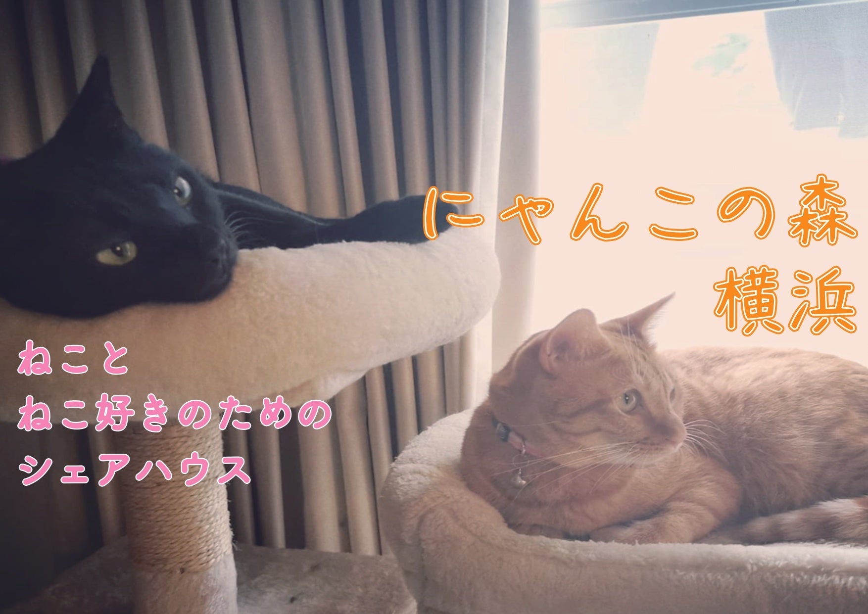 ねことねこ好きのためのシェアハウス『にゃんこの森横浜』