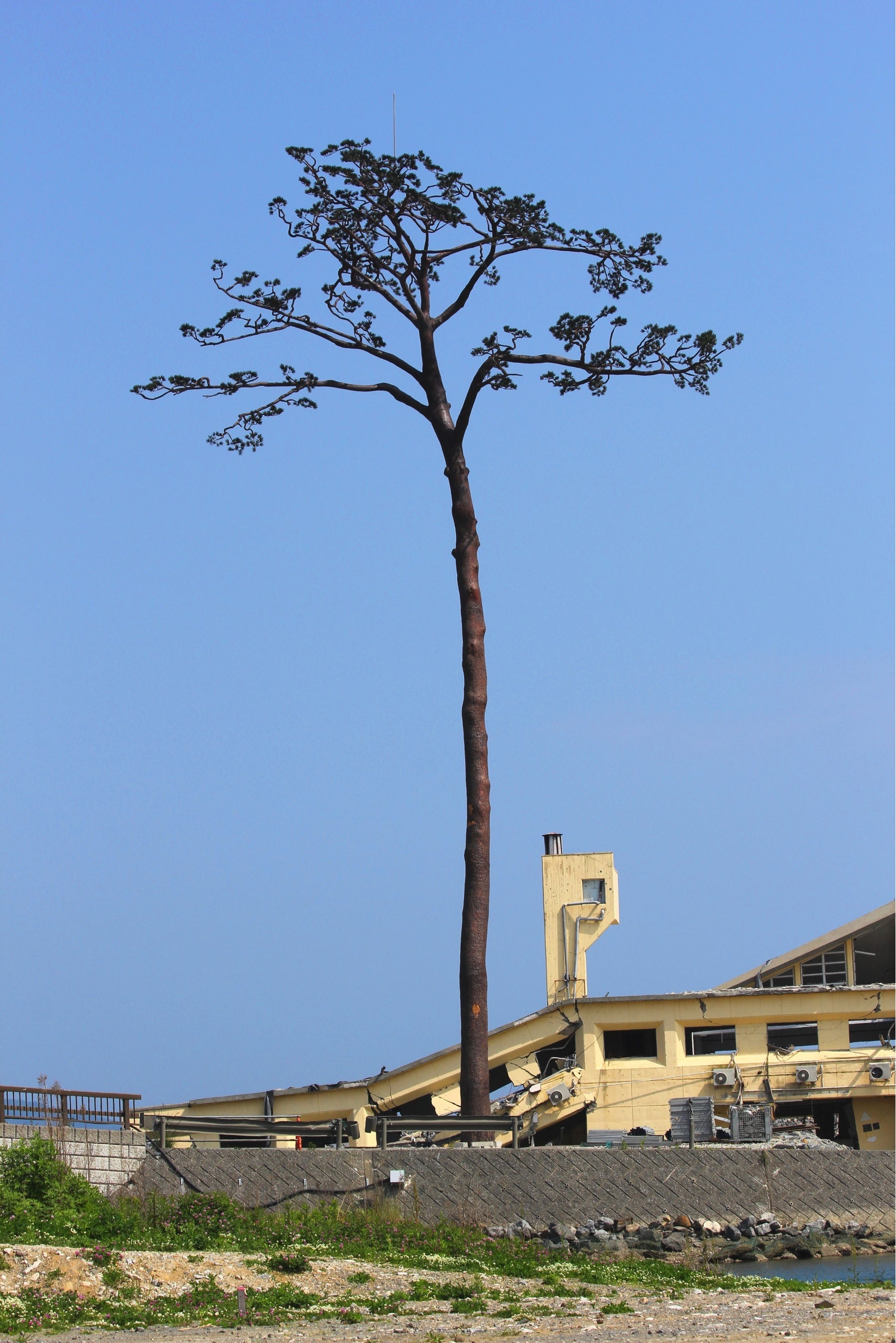 （陸前高田市提供）