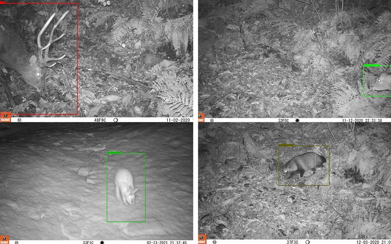 Aiを使った動物画像の自動検出アプリでモニタリング調査の大幅な労力削減が実現 Nacs Jのプレスリリース Aiを使った動物画像の自動検出アプリでモニタリング調査の大幅な労力削減が実現 Nacs Jのプレスリリース
