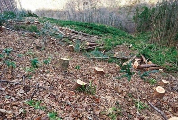 ▲ 2) 除伐や植樹による転換活動のイメージ
