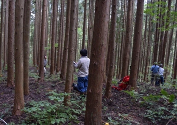▲ 1) 管理の行き届いていない人工林のイメージ
