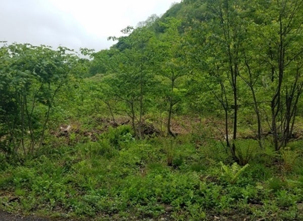 ▲ 3) 再生途中の地域本来の自然林のイメージ