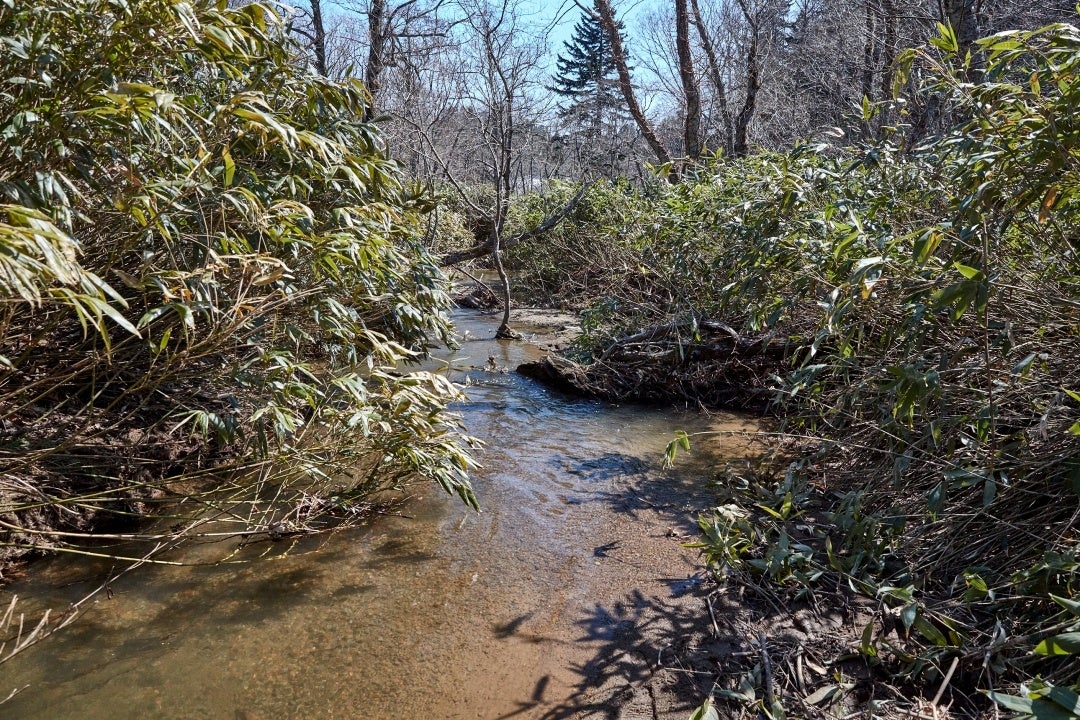 イトウの生息地景観（写真提供：国立環境研究所）