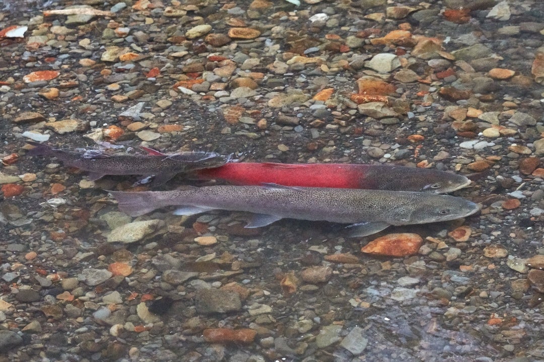 イトウの産卵の様子（写真提供：国立環境研究所）