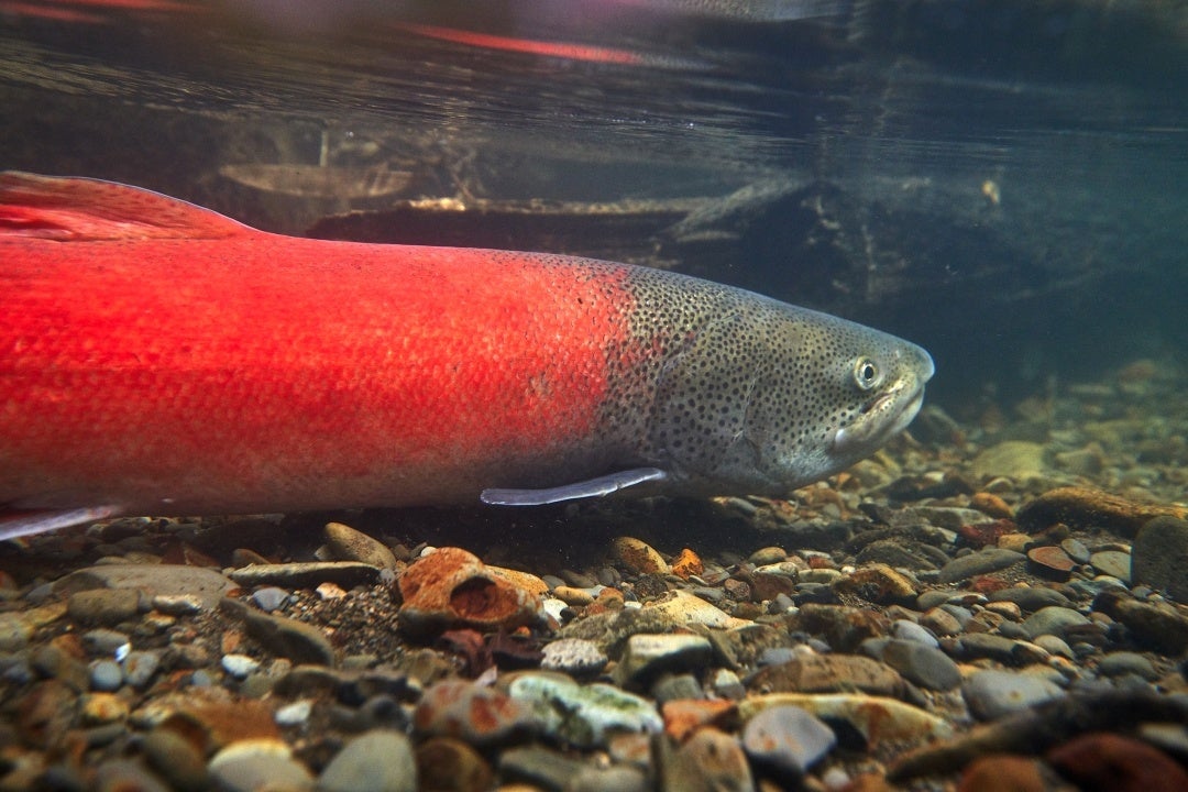 婚姻色で赤く色づくイトウのオス（写真提供：国立環境研究所）