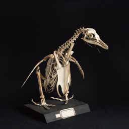 フンボルトペンギン(骨格標本)