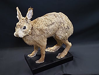 ノウサギ（はく製）