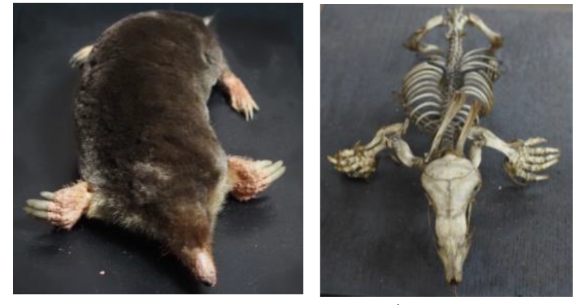 アズマモグラのはく製と骨格