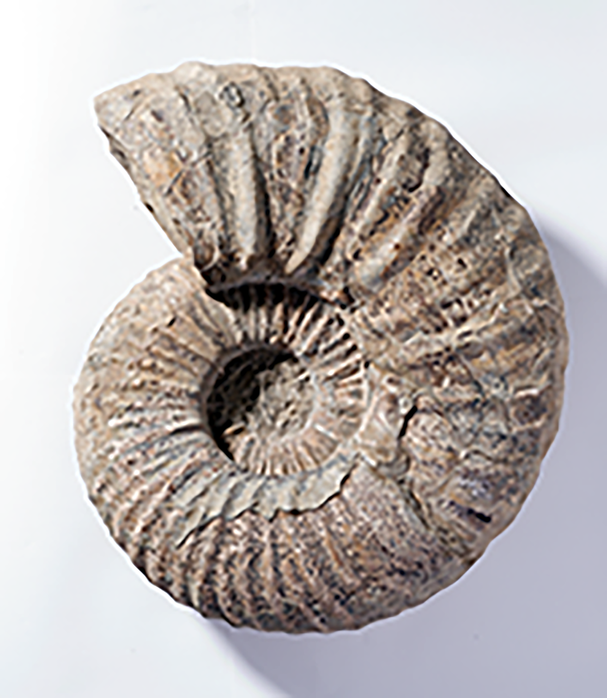 キャナドセラス　コスマティ（化石）