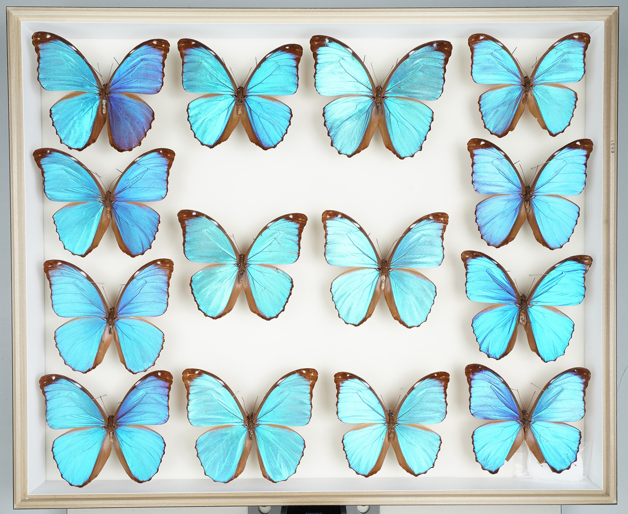 オオルリアゲハ（標本）