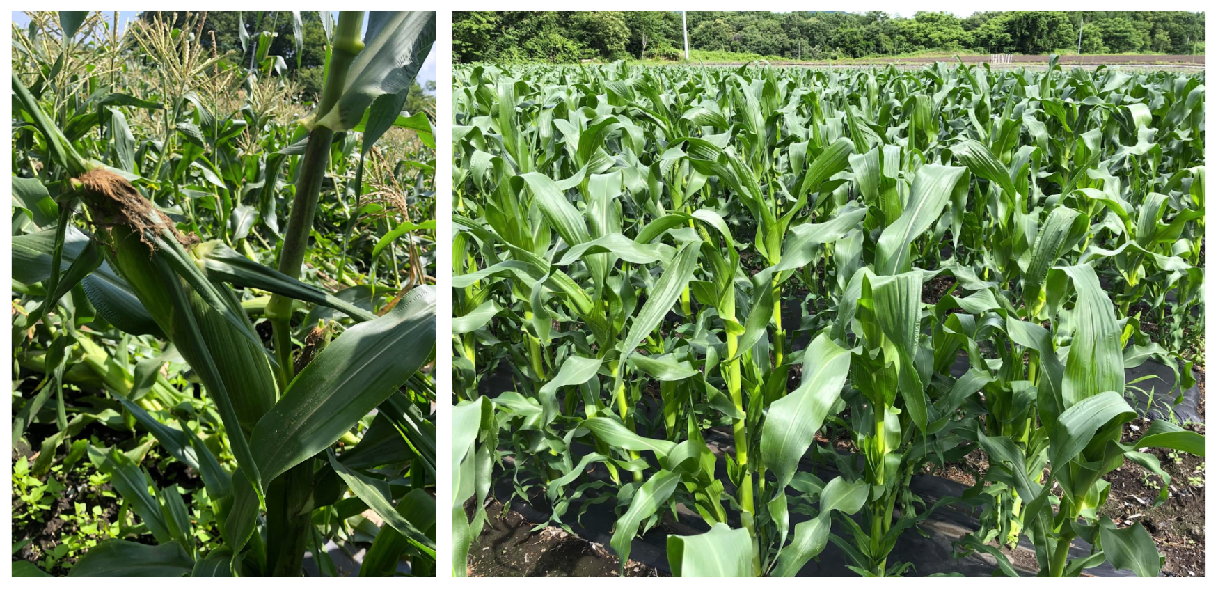 BSTの資材を活用し、今年の低温、高温、大雨の影響下でも生育旺盛で2果収穫が出来たトウモロコシ（岐阜）