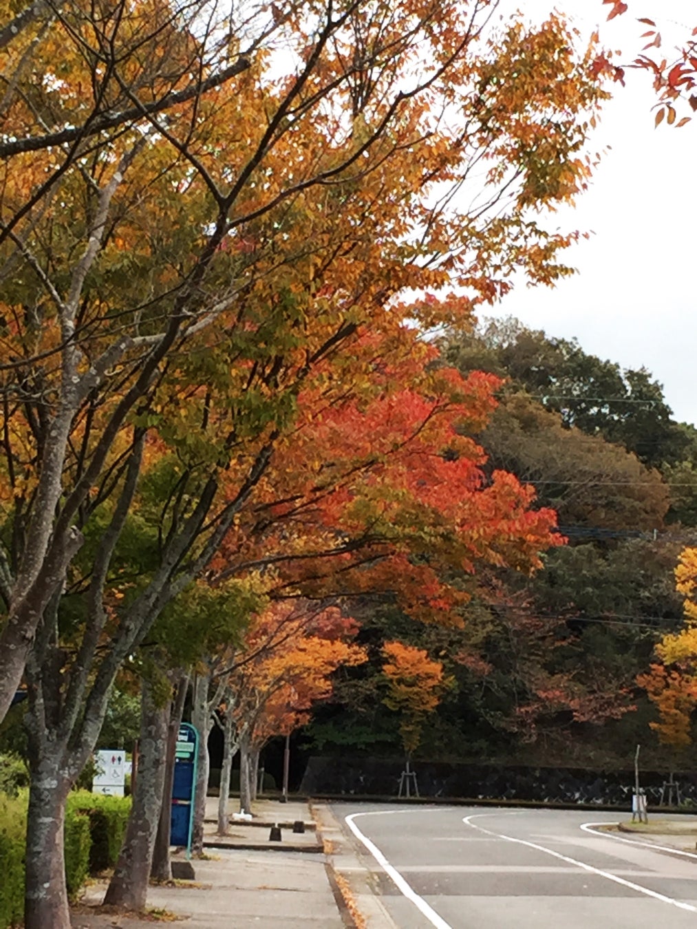 アリタセラ