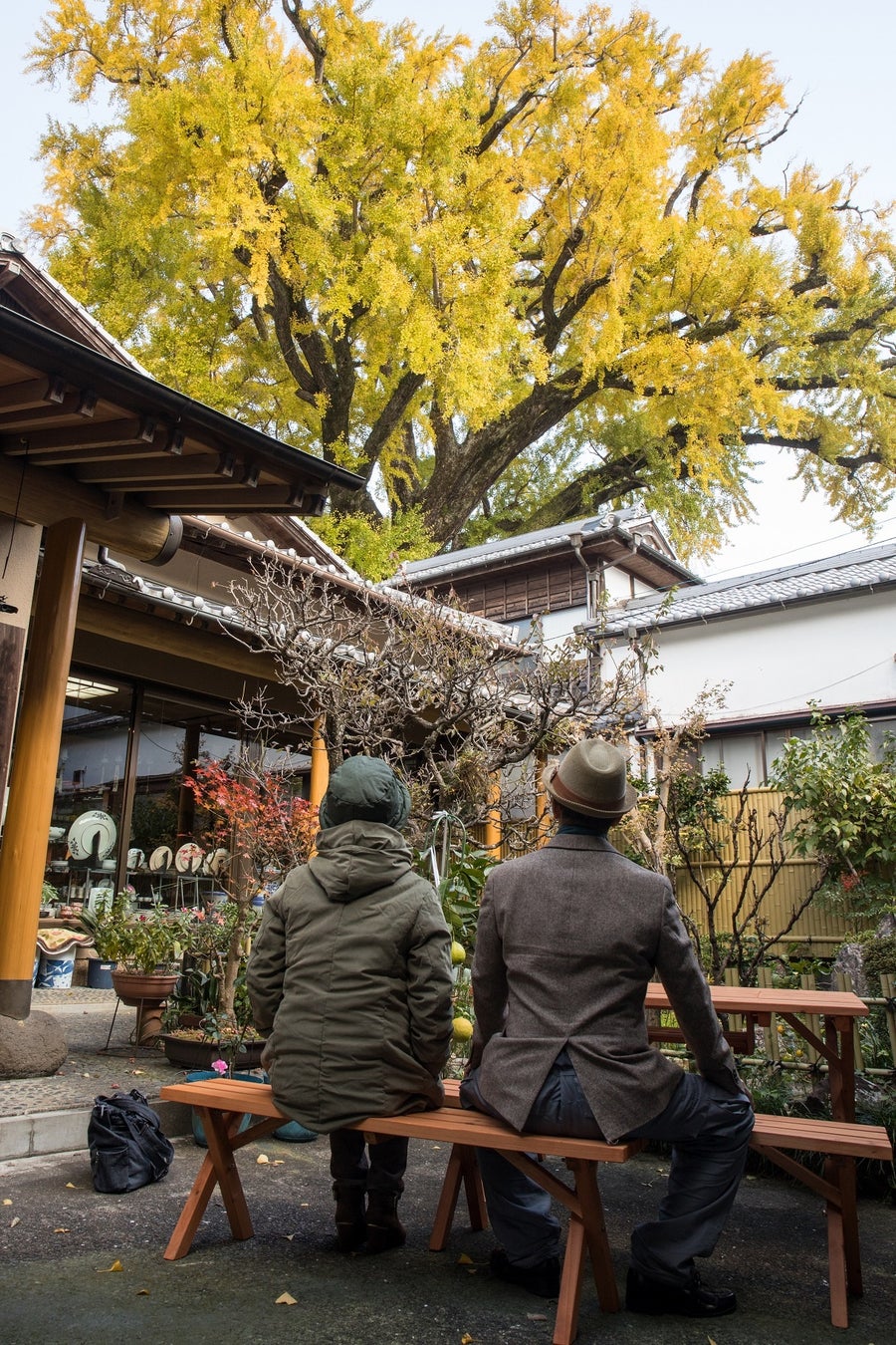 有田の大公孫樹