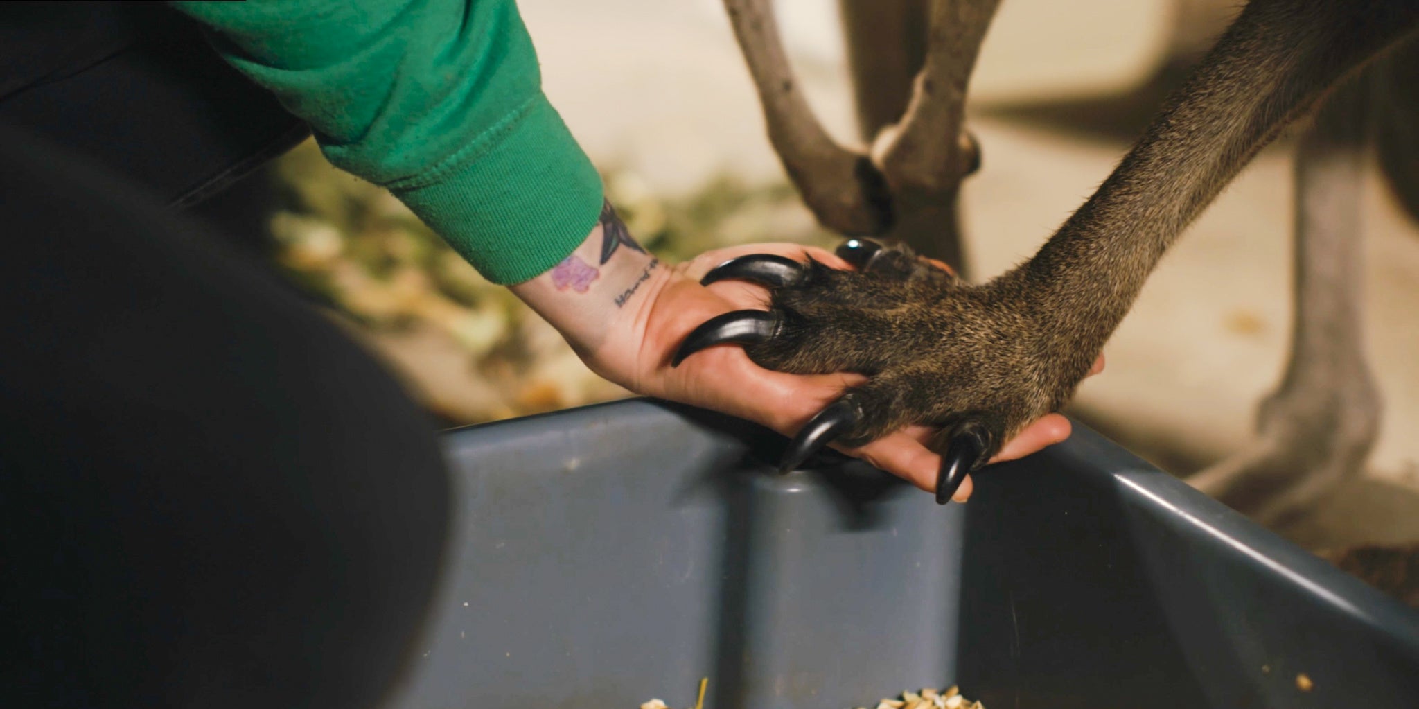 「ペットではありません。野生に帰り、本来の姿を取り戻すために育てました。」