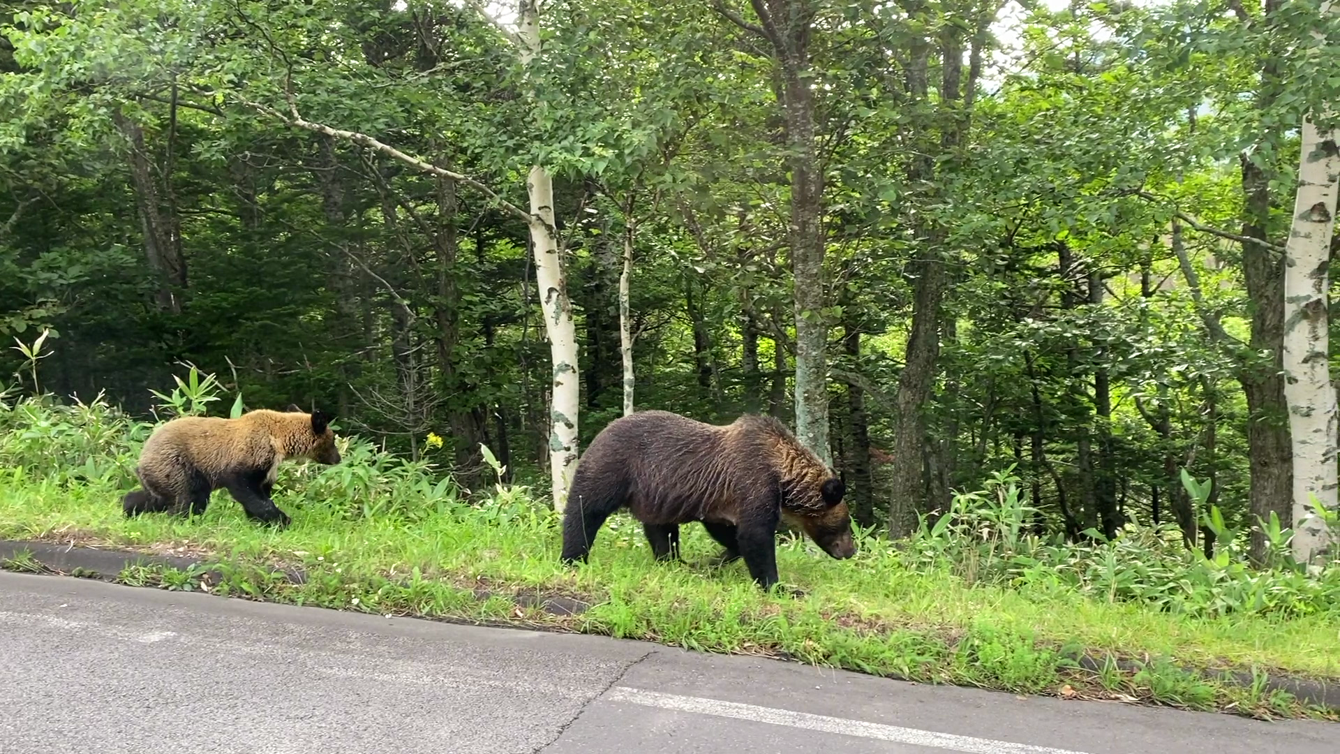 「ニールハートマンのアドベンチャートラベル」（旅チャンネル）