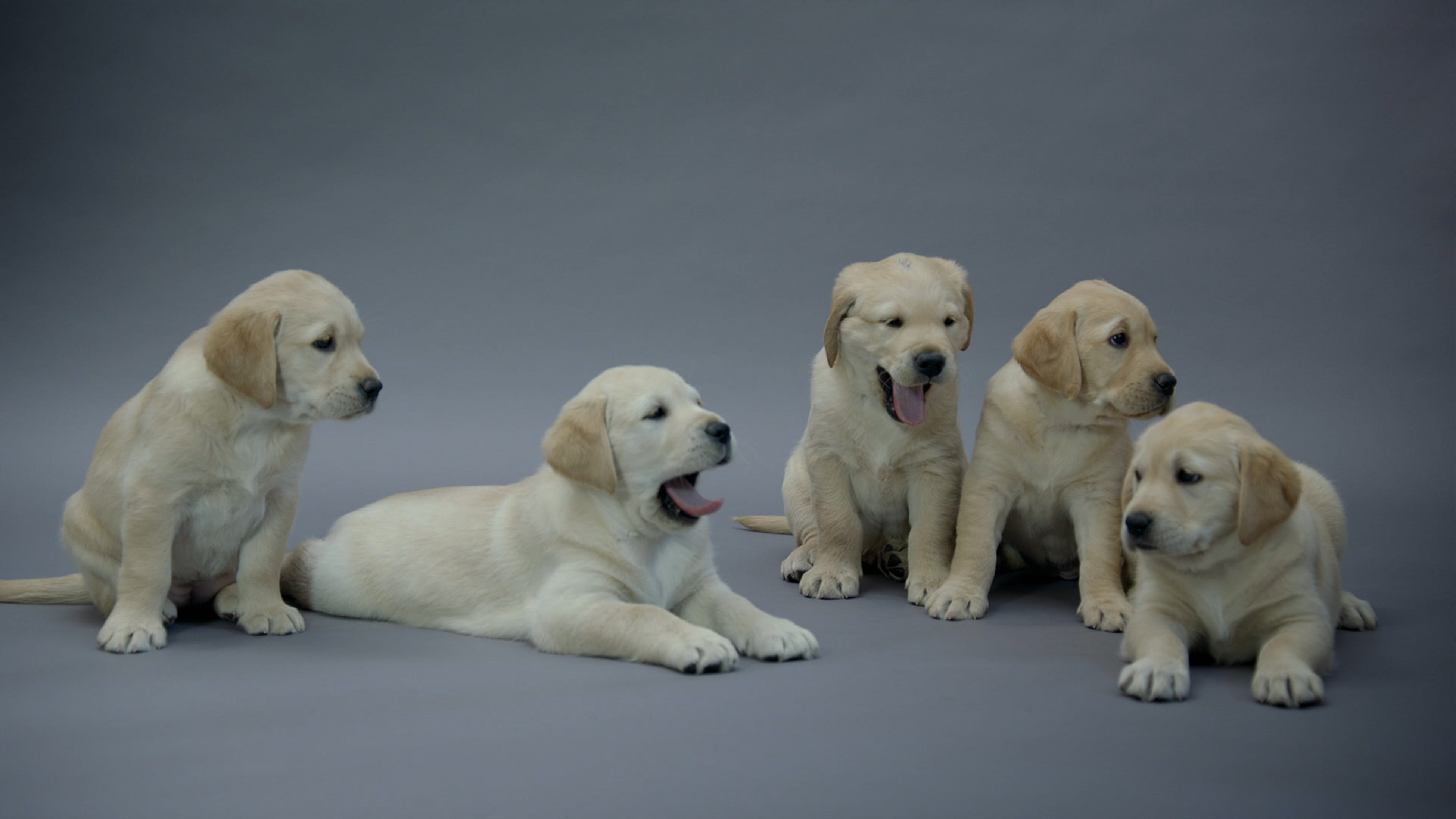 11月は、犬の月！】犬の魅力とためになる情報がてんこ盛りの特別